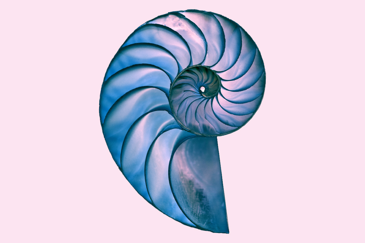 ORDNUNGSHARMONIE Nautilus